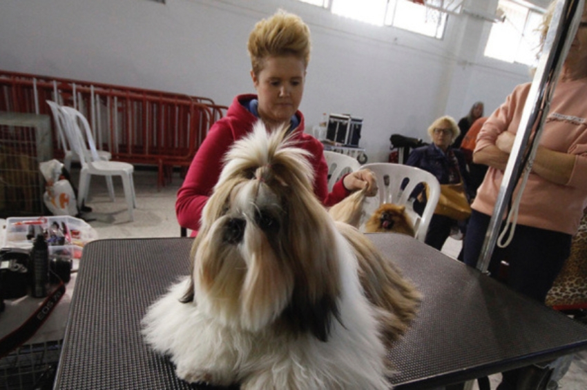 Exposició Canina de Valls