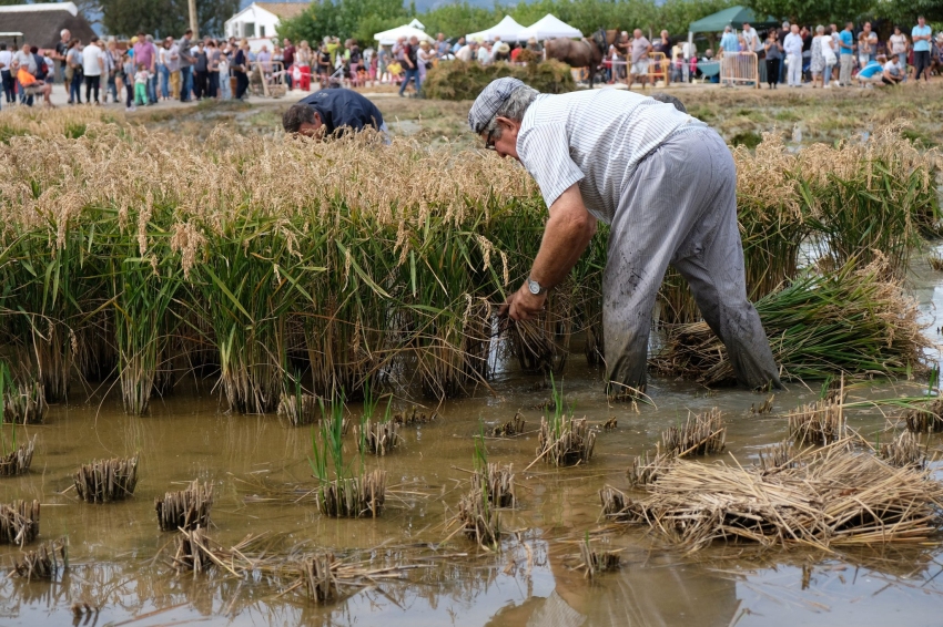Rice harvest festival in Amposta