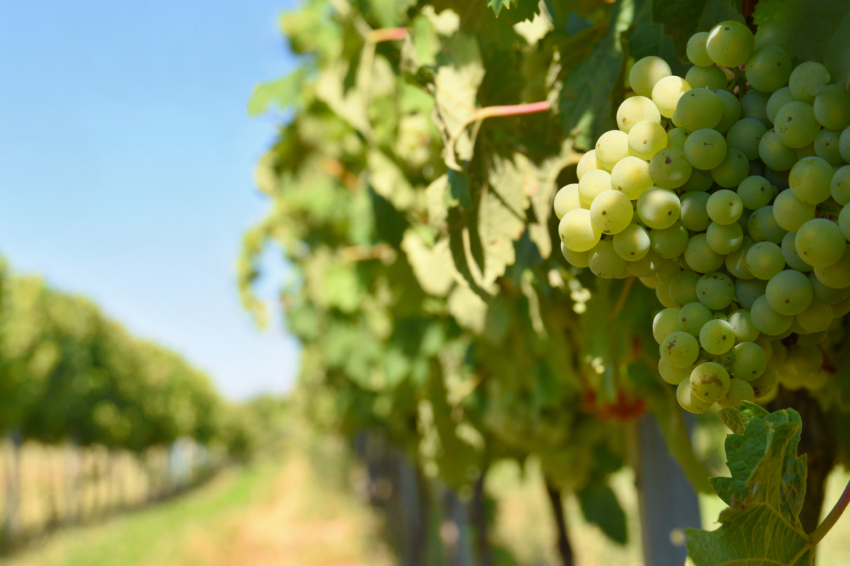 Grape Harvest Festival in the Penedès