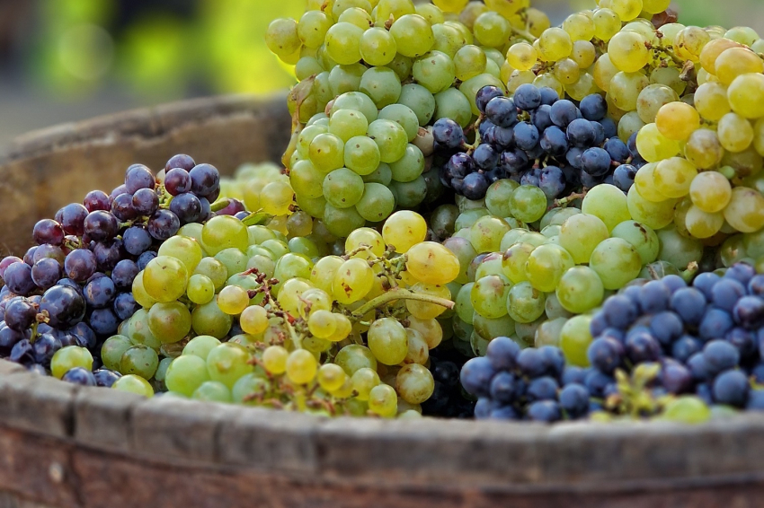 Festa de la Verema dAlella