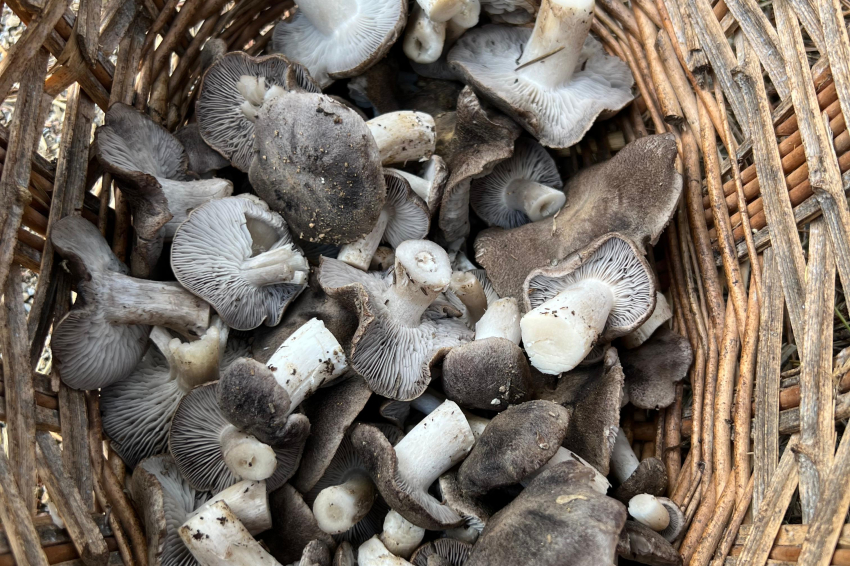 Festa del Bolet a Guardiola de Berguedà