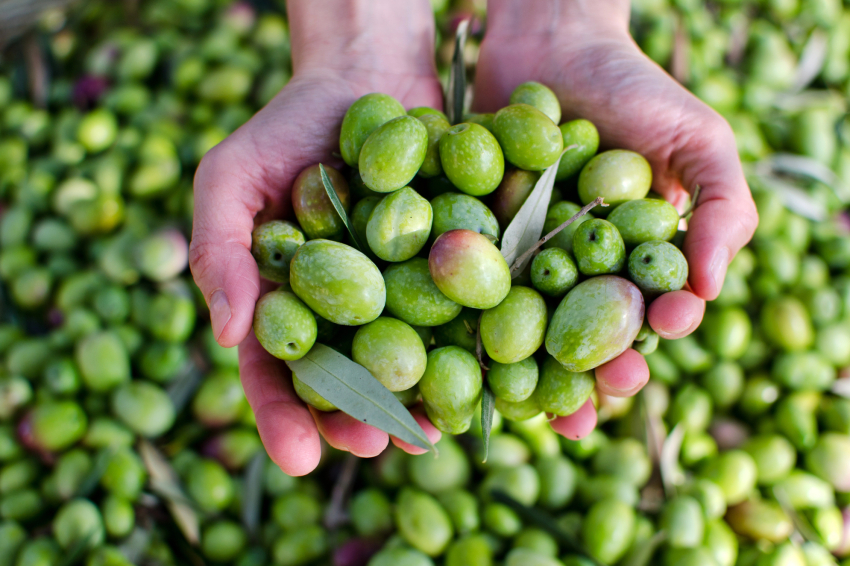 Feria del Aceite Verde de Maials