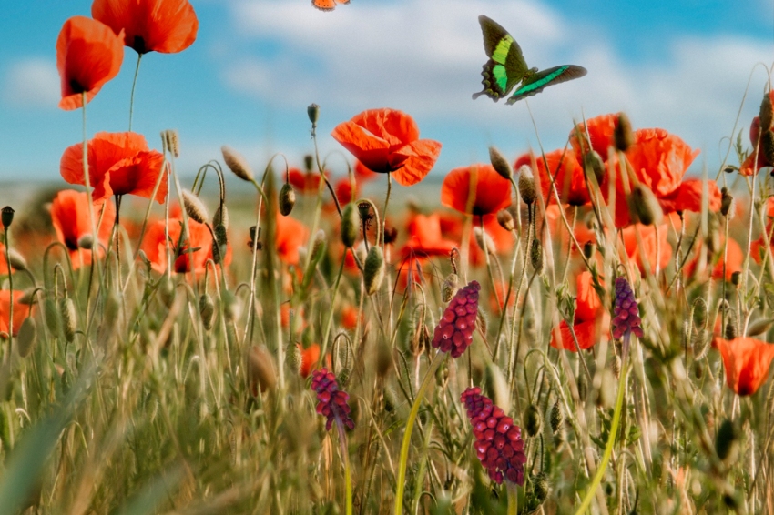 Fira Primavera al Montseny