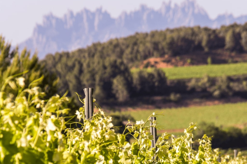 Jornada de Portes Obertes als cellers elaboradors de Cava
