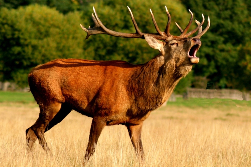 The rutting of a deer - MónNatura Pirineus