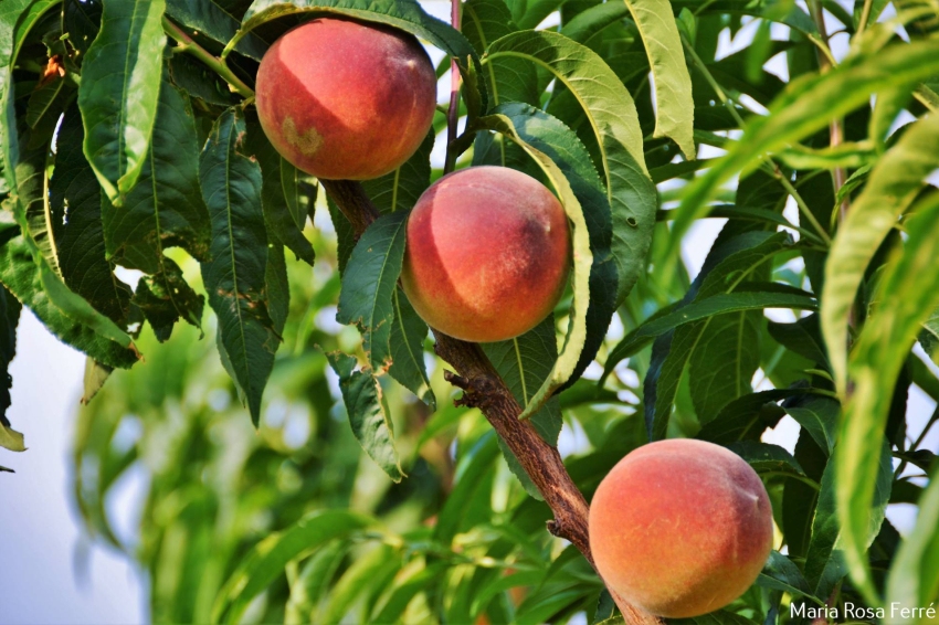 Passejada en temps de collita a la terra del Préssec dOrdal a Subirats