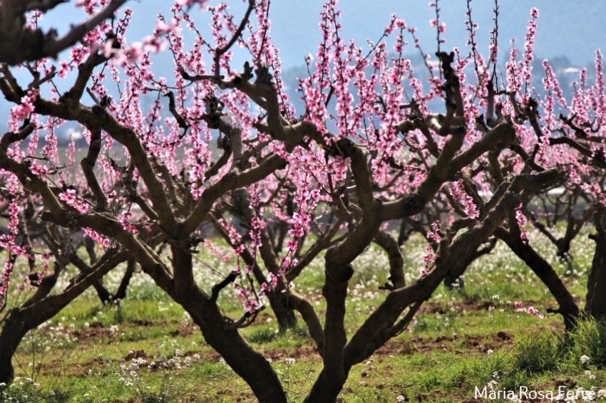Passejada guiada en Temps de floració a la terra del Préssec dOrdal