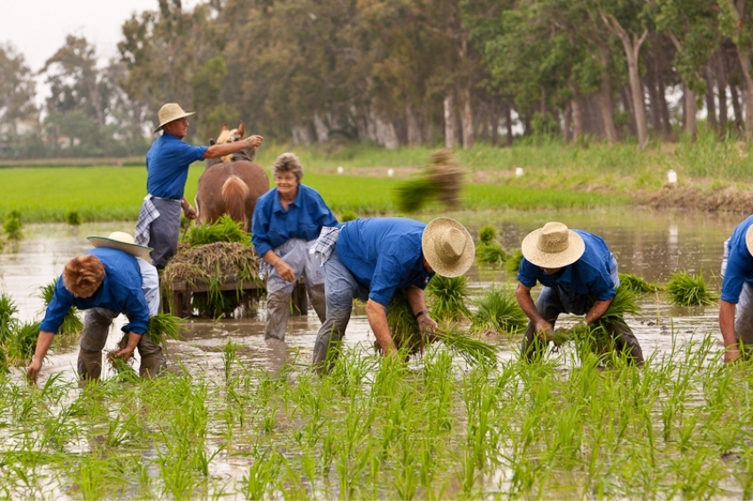 Plantada de arroz de las Terres de lEbre
