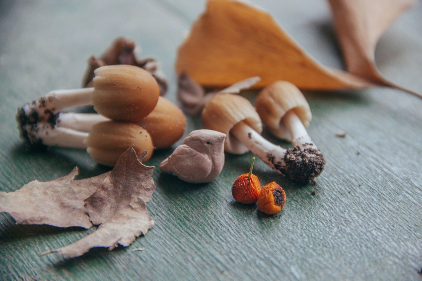 Autumn of Cooking and Mushrooms in Terrassa