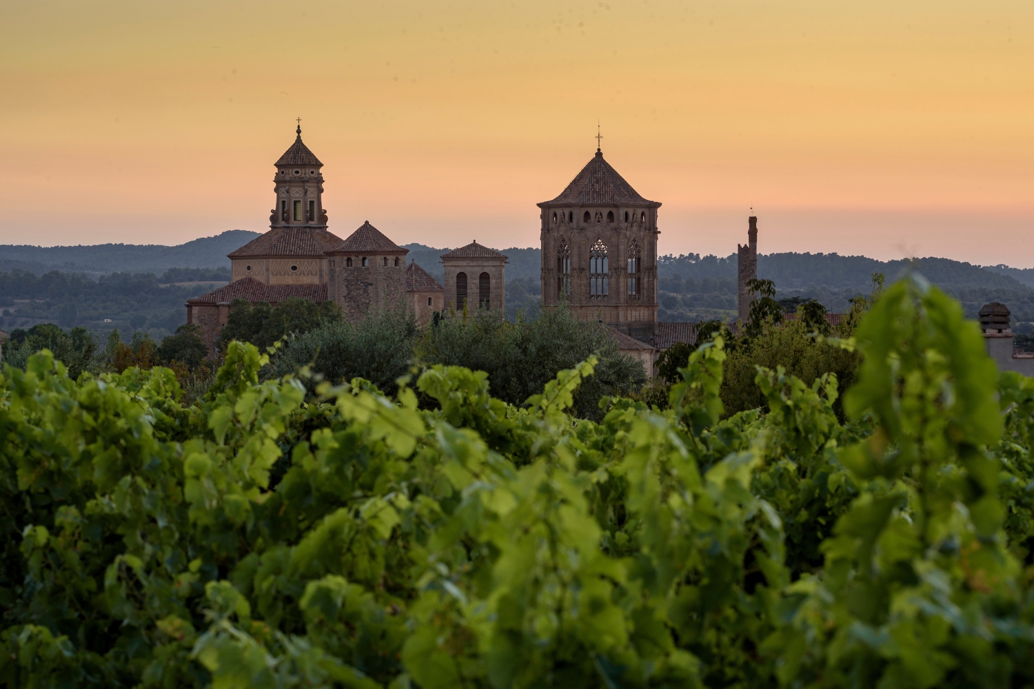 Turisme Conca de Barberà (Royal Abbey Of Poblet At Sunset With The Vineyards In Front Conca De Barbera Tarragona Catalonia Spain _009)