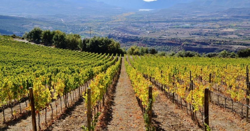 DO Costers del Segre: vins de contrast entre vinyes i paisatges de ponent