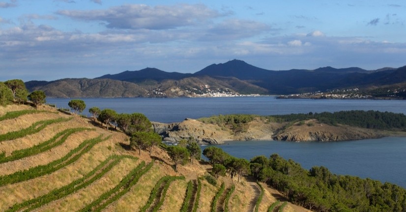 DO Empordà: vins amb caràcter entre mar i muntanya