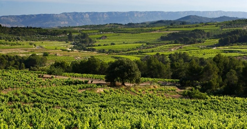 DO Montsant: Enoturisme, paisatge i vi al Priorat