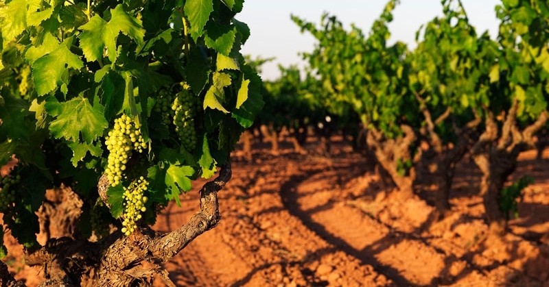 DO Pla de Bages: vins de proximitat amb essència del Bages