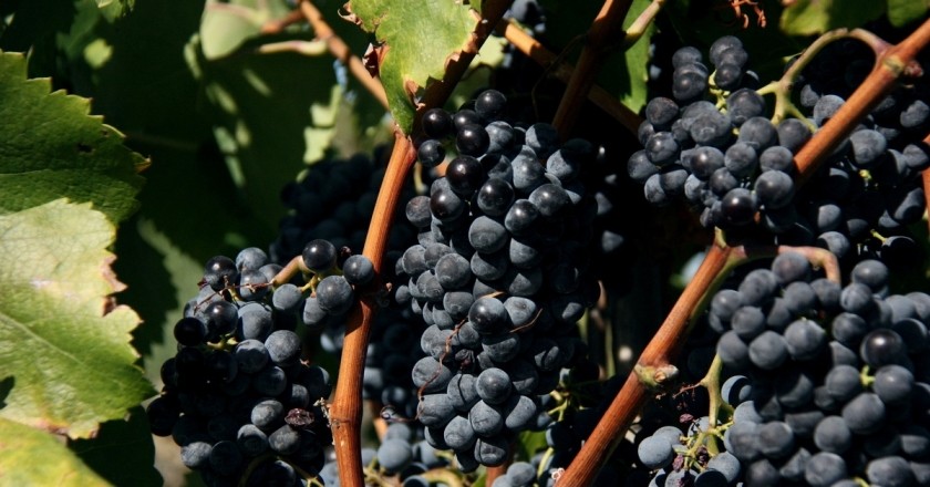 DOQ Priorat: des vins avec une âme dans un paysage de grande personnalité