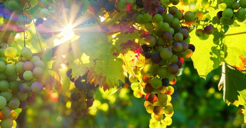 DO Terra Alta: Grenache blanc et vins à l'âme rurale