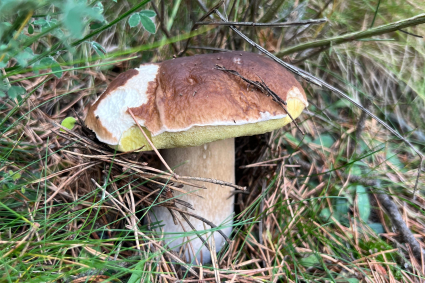 Els millors restaurants del Ripollès per menjar bolets