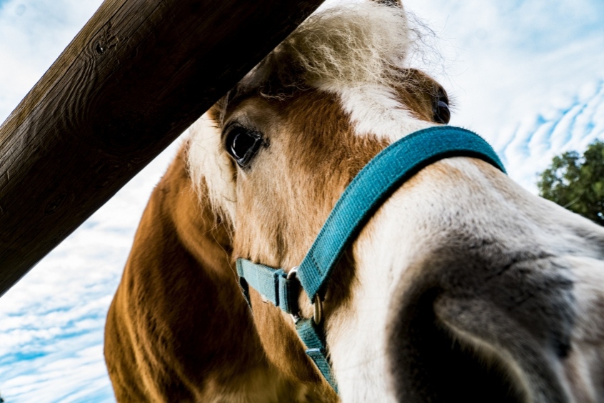 Sorteig: 5 entrades per una visita familiar a la Granja - Escola Corral de Neri