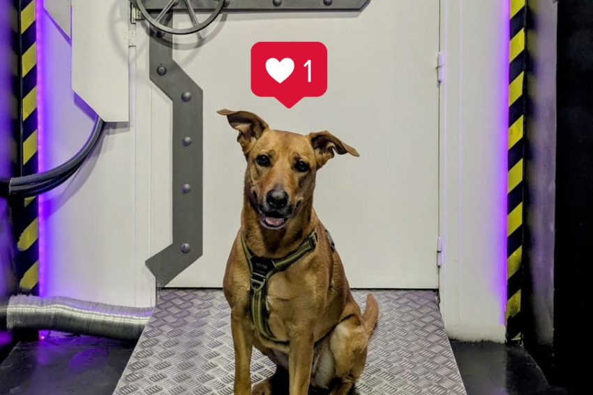 Escape room avec votre chien avec Cronologic Escape Room!