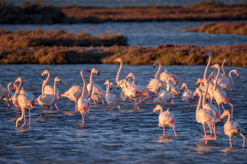Delta de l'Ebre, la natura en estat pur
