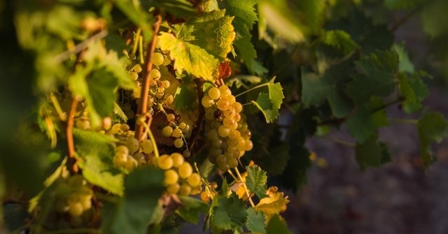 Circuit vélo lent - Penedès 360