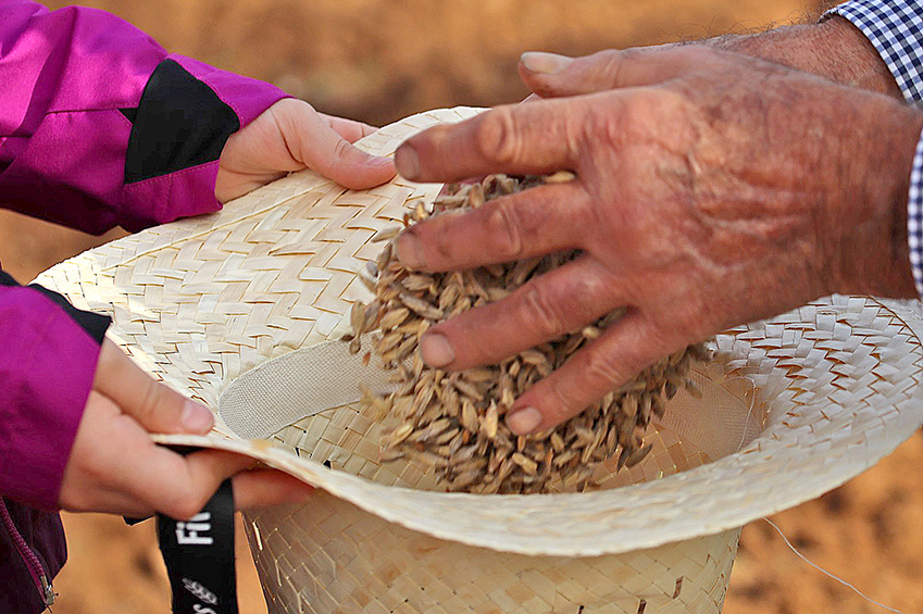 Firat de lEspelta en Mollet del Vallès (C5fd7340 5ce2 49ac 96be 8b9a5dad87a0_fira Espelta_web 1)