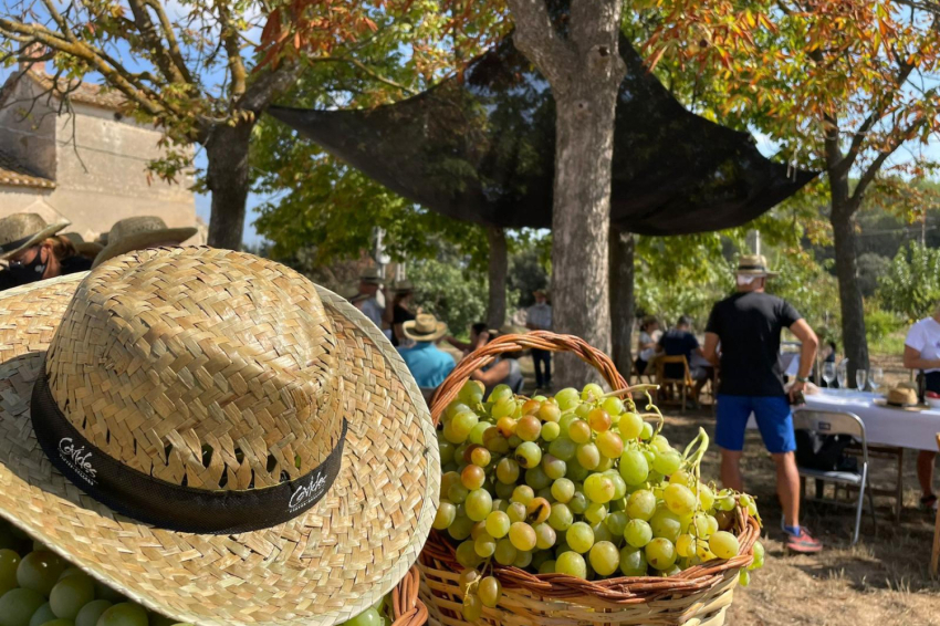 Torna la Verema del Cava! (Lvdc 5)