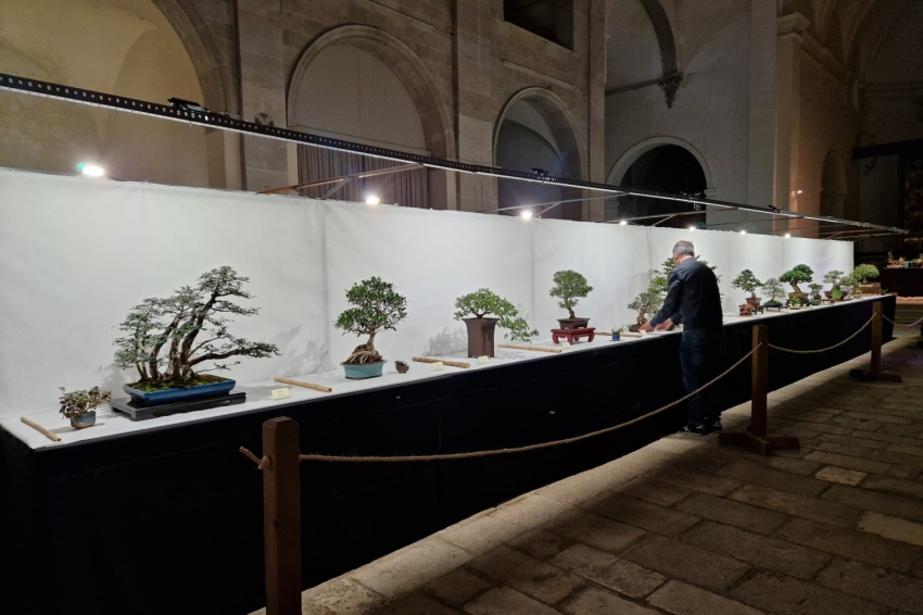 È bo, è mel et exposition de fleurs à Banyoles (Bonsai Exposicio)