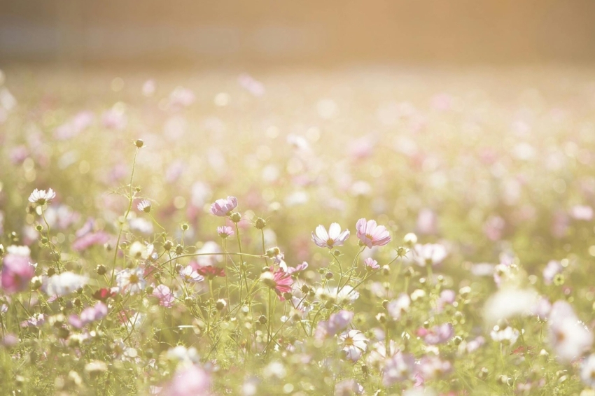 La Primavera del Cava (Cava Spring) 2025 (La Primavera Del Cava 6)
