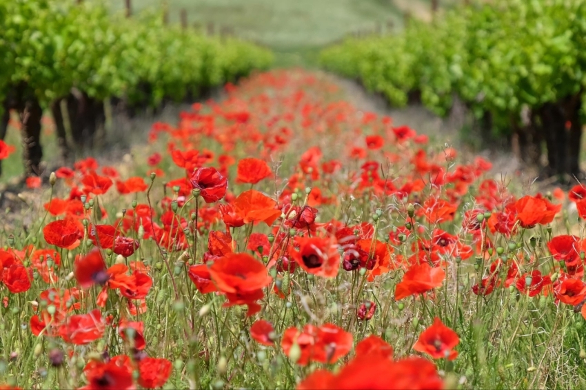 La Primavera del Cava (Cava Spring) 2025 (La Primavera Del Cava 8)