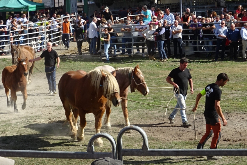 Fira de primavera del Cavall Pirinenc Català a Llavorsí (DSC08993)