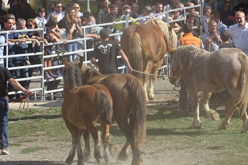 Fira de primavera del Cavall Pirinenc Català a Llavorsí (DSC08995)
