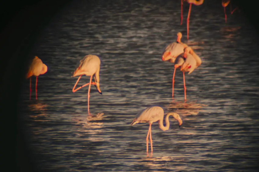 Activitat familiar - Missió Flamenc a MónNatura Delta de lEbre (44 1024x1024.jpg)