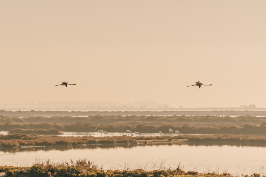 Posta de sol entre flamencs a MónNatura Delta de lEbre (Posta De Sol Entre Flamencs 28)