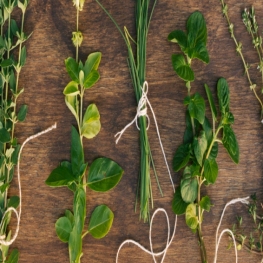 Feria de Hierbas medicinales y Plantas Aromáticas en Aiguafreda
