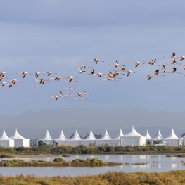 Delta Birding Festival Amposta