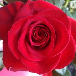 Day of Sant Jordi in Salou