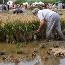 Rice harvest festival in Amposta