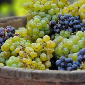 Festa de la Verema d'Alella