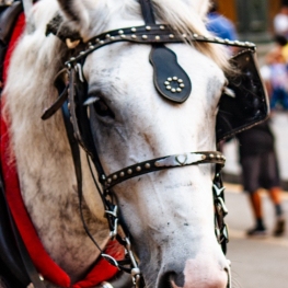 Festa de Sant Antoni Abat a Sant Feliu de Codines