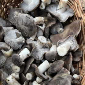 Fête des Champignons à Guardiola de Berguedà