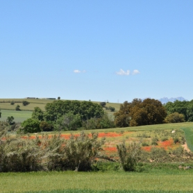 Festa Verda i de la Biodiversitat a Mollet del Vallès