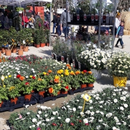 Fira de l'Arbre i el Medi Ambient de Mataró