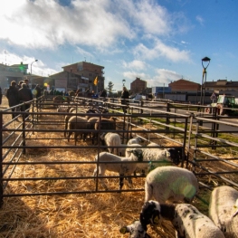 Fira de Santa Llúcia a Prats de Lluçanès