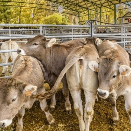 Fira de Santa Teresa a Esterri d'Àneu