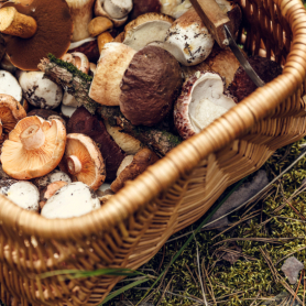 Foire "Tocats pels Bolets" à Montmajor