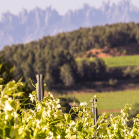 Jornada de Portes Obertes als cellers elaboradors de Cava
