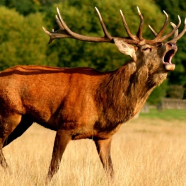 The rutting of a deer - MónNatura Pirineus