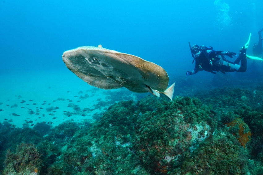 Triton Diving Llafranc (Triton Diving Llafranc)