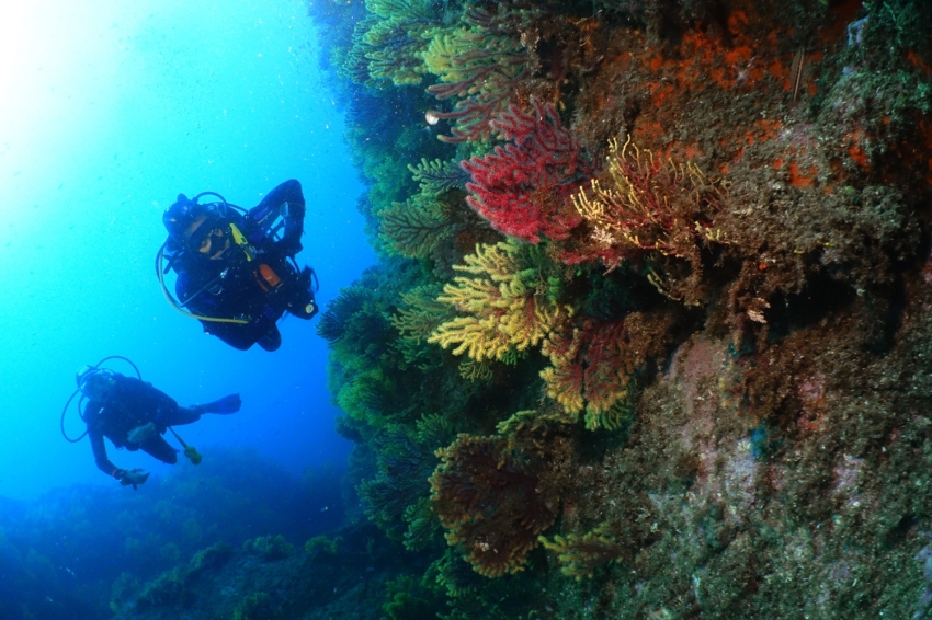 Triton Diving Llafranc (Triton Diving Llafranc)